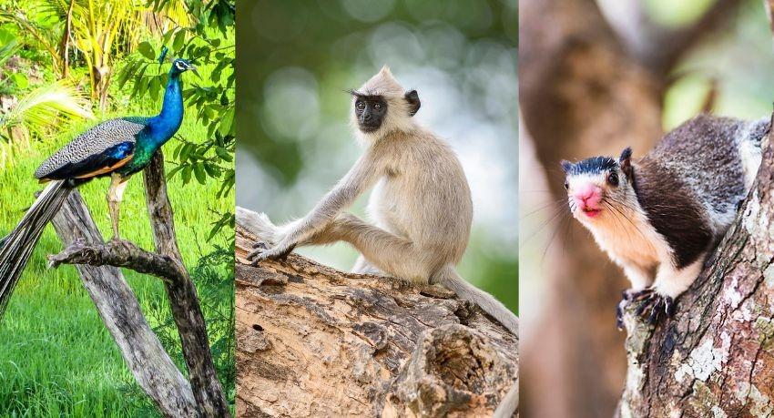 Wildlife population high compared to forest area